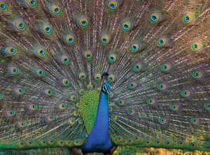 peacock-srilanka